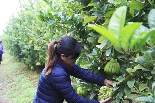 Xuân về trên những vùng quả ngọt