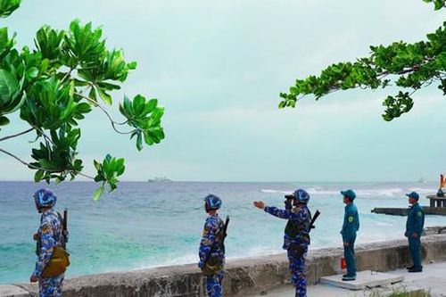 Sức xuân bàng vuông trên quần đảo Trường Sa
