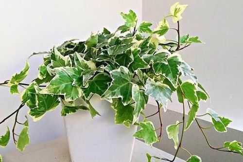 6 cây cảnh giúp thanh lọc không khí mang lại sức khỏe và may mắn ngày Tết