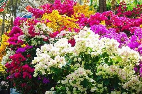 Các loài hoa ngày Tết đẹp nhưng có độc
