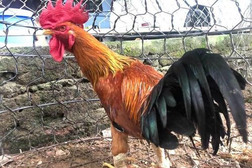 Những loại gà tiến vua có giá đắt đỏ, được săn lùng dịp Tết Nguyên đán