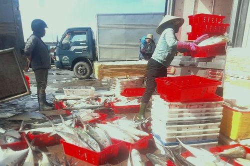Trúng 'lộc biển' ngư dân thu về tiền tỷ dịp gần Tết Nguyên đán