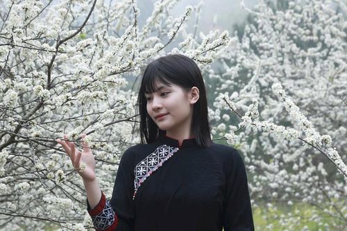 Ngắm hoa mận nở trắng vùng biên giới Bình Liêu