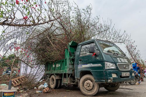 Xe rác gom cả tấn đào ế đem vứt bỏ ngày 30 Tết