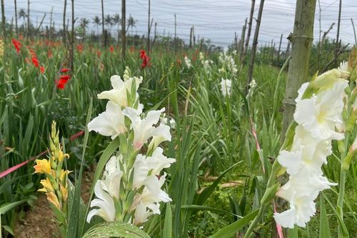 30 Tết, lay ơn nở đầy đồng vì vắng người mua
