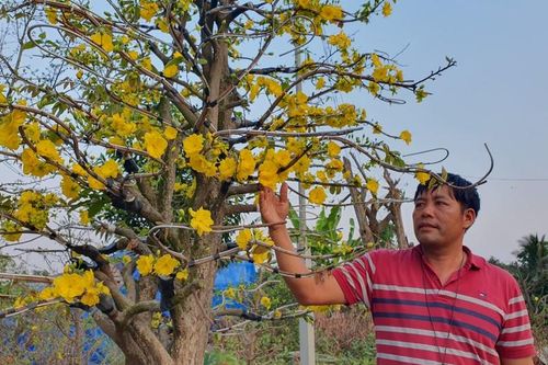 Chợ hoa mai vàng lớn nhất Sài Gòn tấp nập