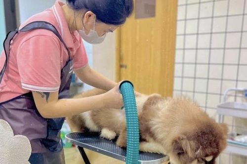 Spa, khách sạn thú cưng quá tải dịp Tết Nguyên đán