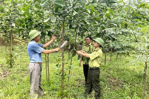 Đến năm 2030, diện tích rừng được nâng cao chất lượng là 240.000 ha