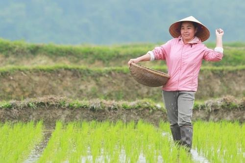 Người dân chân trần, lội ruộng dưới mưa rét chiều 29 Tết