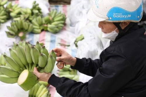 Chuối xanh tăng giá 'chóng mặt', mỗi nải lên hơn 300 nghìn đồng