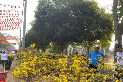 Mai Tết nở bung, treo biển 'xả ngày cuối' vẫn ế