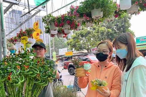 Cây kiểng mini hút khách