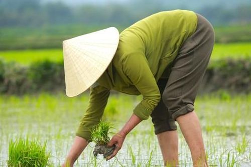 Cận Tết mưa rét, nông dân vẫn chân trần, tranh thủ ra thăm đồng