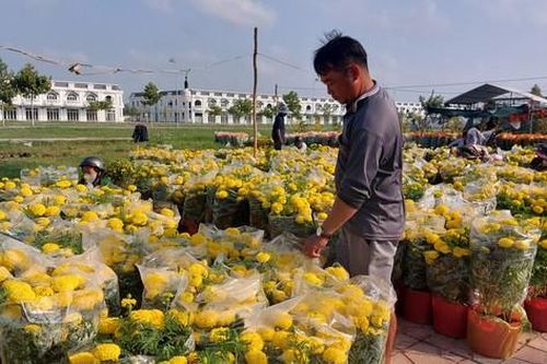 30 Tết ở Sóc Trăng, hoa, dưa hấu 'đại hạ giá' vẫn ế