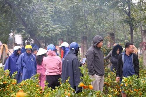 Đội mưa săn mai, quất đại hạ giá chiều 30 Tết