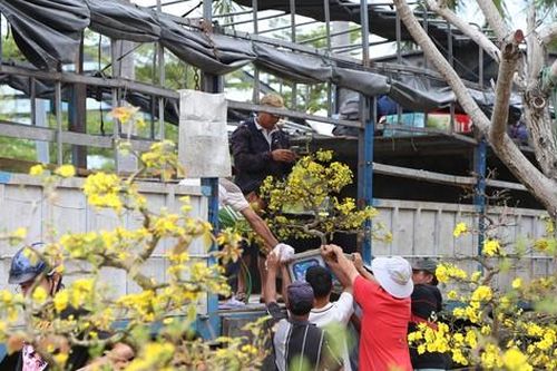 Chợ hoa Tết Đà Nẵng ế ẩm, nhiều chủ vườn nghỉ bán sớm, bỏ bạc triệu chở mai về