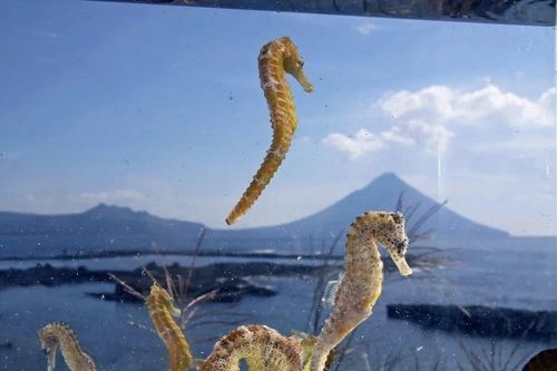 Trang trại 'Rồng con' quý hiếm thu hút du khách trước thềm năm Thìn
