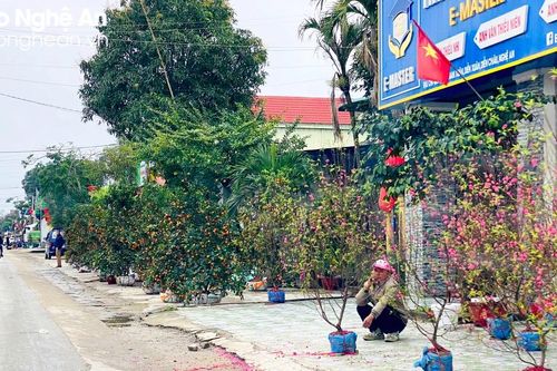 Đào, quất ế ẩm, giảm giá kịch sàn vẫn đìu hiu ngày 30 Tết