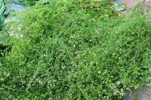 Tác dụng của việc tắm lá mùi già và những điều cần kiêng kỵ