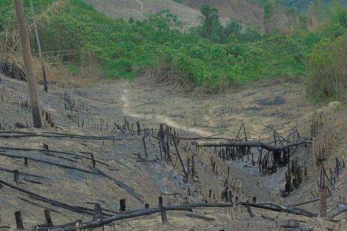 Đắk Nông: Hỏa hoạn lúc trưa 30 Tết thiêu rụi gần 7ha nương rẫy