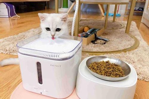 Nhu cầu 'bảo mẫu thú cưng' tăng vọt tại Trung Quốc trong kỳ nghỉ lễ