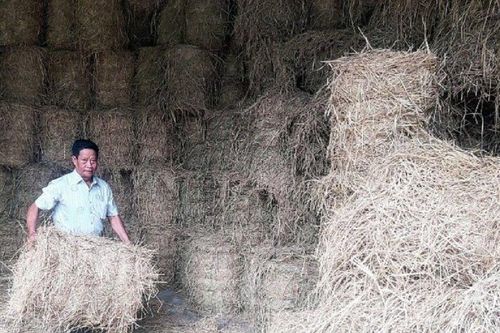 Anh nông dân thoát nghèo, kiếm 1 tỷ đồng/năm từ thứ vứt bỏ đầy đồng