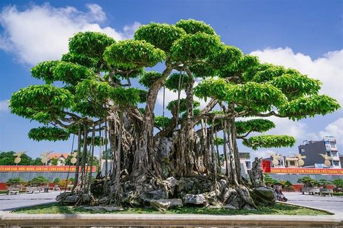 'Điểm mặt' những 'siêu cây' dáng long đắt nhất Việt Nam, có cây trị giá 470 tỷ đồng