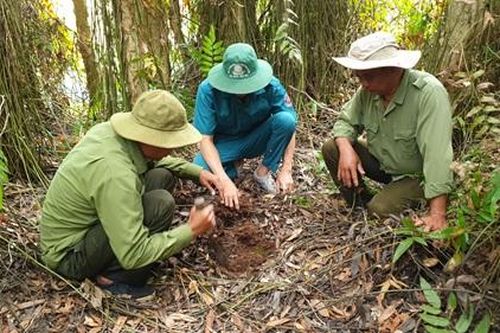 Xuân về trên vườn quốc gia U Minh Hạ