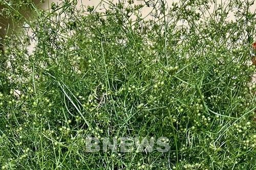 Cách tắm tẩy trần chiều 30 tết để xua rủi ro, nghênh đón may mắn