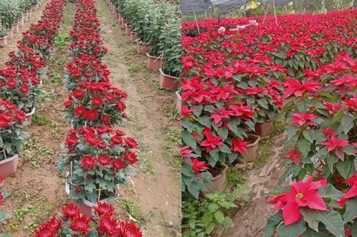 Vựa hoa cây cảnh Văn Giang tồn hàng ngày cuối năm