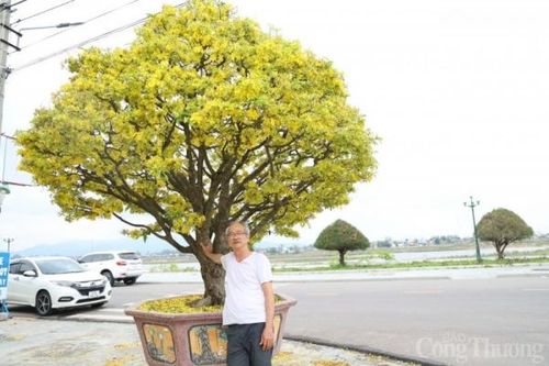 Chiêm ngưỡng 2 'cụ mai' trăm tuổi trên đất võ Bình Định