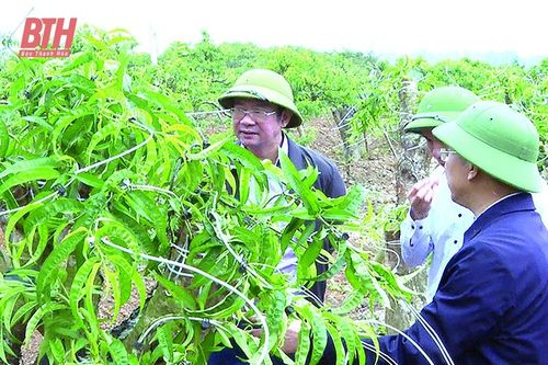 Triệu Sơn từng ngày đổi mới
