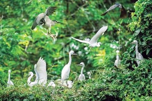Vương quốc cò ở Thới Bình thôn