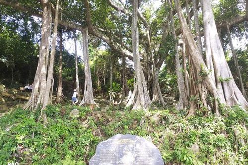 Bảo tồn 'Cây di sản Việt Nam'