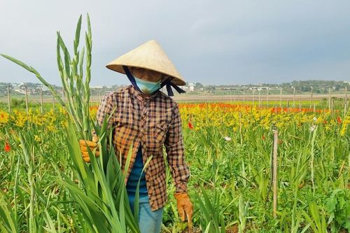 Hoa lay ơn nở sớm, người dân xã Trà Đa lỗ vốn