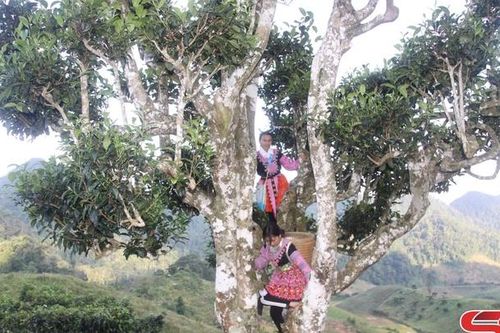 Cây chè cổ thụ ở bản Ôn Ốc
