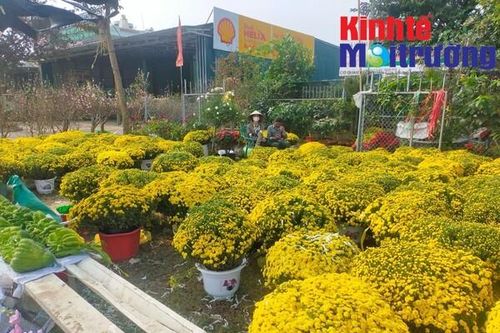 Thanh Hóa: Thị trường hoa và cây cảnh thưa thớt người mua những ngày giáp Tết