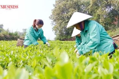 Chè Phú Lương 'lên hương' dịp Tết, nông dân 'mở hội' vì giá bán cao