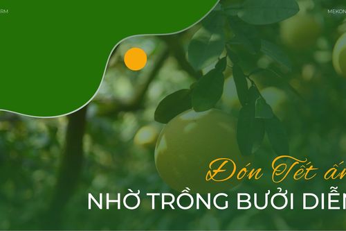 Đón Tết ấm nhờ trồng bưởi Diễn
