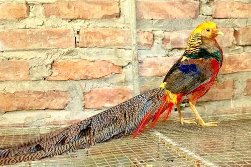 Thú chơi 'phượng hoàng lửa' 7 màu giá hàng chục triệu đồng