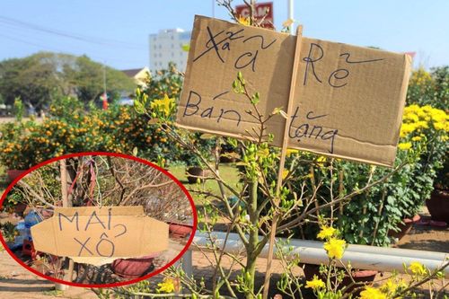 Người bán đồng loạt treo biển 'xả rẻ, bán tặng', hoa cảnh vẫn ế ẩm ngày 30 Tết