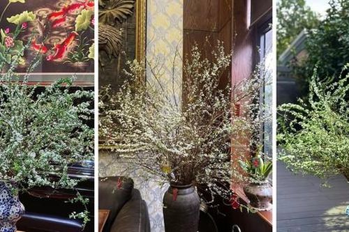 Chị em thi nhau chia sẻ 'cành củi khô' bung nở hoa trắng xóa vào đúng ngày Tết, báo hiệu một năm ấm no, căng tràn lộc lá
