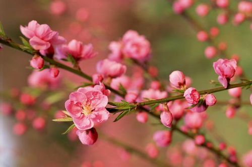 Món ăn bài thuốc chữa bệnh từ các loài hoa ngày Tết