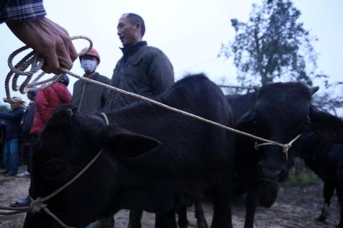 Phiên chợ trâu, bò náo nhiệt vùng quê ở Hà Tĩnh