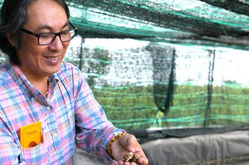 Tỷ phú ốc hương thương phẩm ở Bạc Liêu