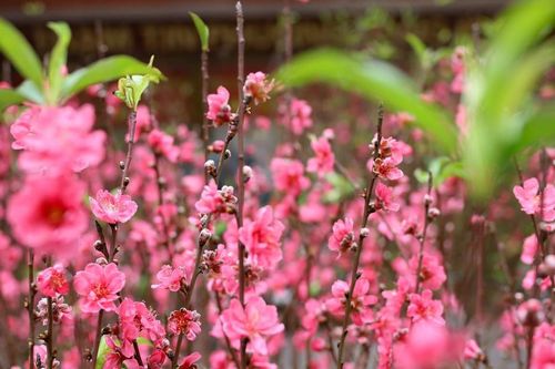 Những khúc nhạc Xuân đi cùng năm tháng