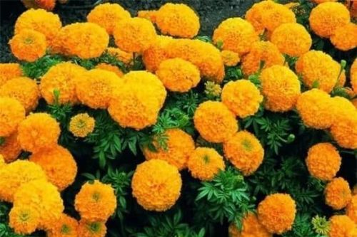 9 loại hoa tuyệt đối không đặt trên ban thờ ngày Tết