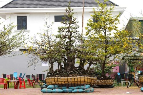 Cây khế cổ thụ 190 tuổi phát giá 2 tỷ tại chợ hoa xuân
