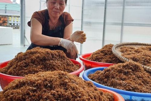 Về vùng 'chảo lửa' Gia Lai 'săn' kiến vàng làm muối