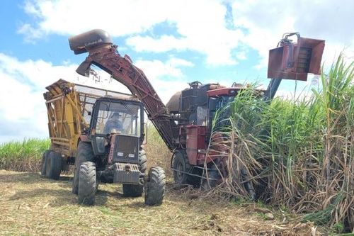 Cánh đồng mía lớn của người Ba Na ở Gia Lai